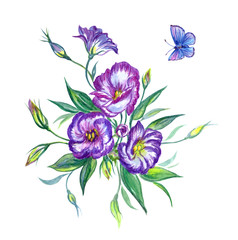 Purple Eustoma and blue butterfly, watercolor. Hand drawing of flowers and butterflies on a white background, isolated with clipping path.