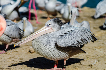 Pelican is the important personagein colony of birds