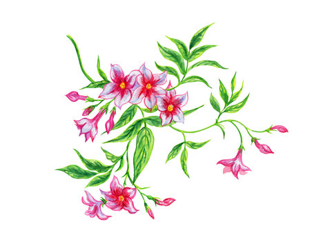 Pink Jasmine Images – Browse 26,675 Stock Photos, Vectors, and Video |  Adobe Stock