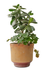 jade plant, friendship tree, lucky plant,  money tree in a pot on a white background, isolated