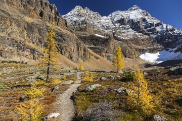 Autumn Landscape and Distant Rocky Mountain Tops as Golden Larches are Changing Colors at Lake O'Hara, Yoho National Park, British Columbia Canada