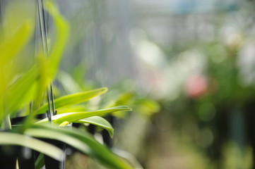 Orchid farming, process and take care about orchid farm business in Thailand