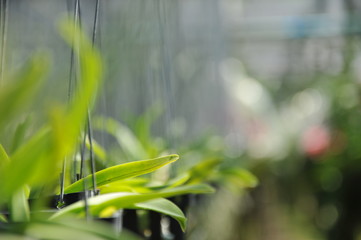Orchid farming, process and take care about orchid farm business in Thailand