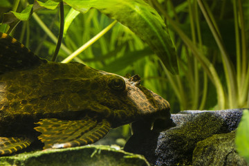 Long-tailed Carabus - Large Ancitrusy Fish.