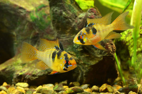 Dwarf butterfly cichlid German Ram cichlid Mikrogeophagus ramirezi aquarium fish.