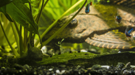 Small carapace with big in the background.