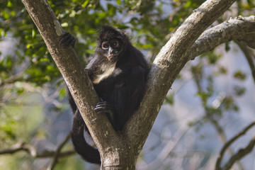 wild spider monkey resting on a tree