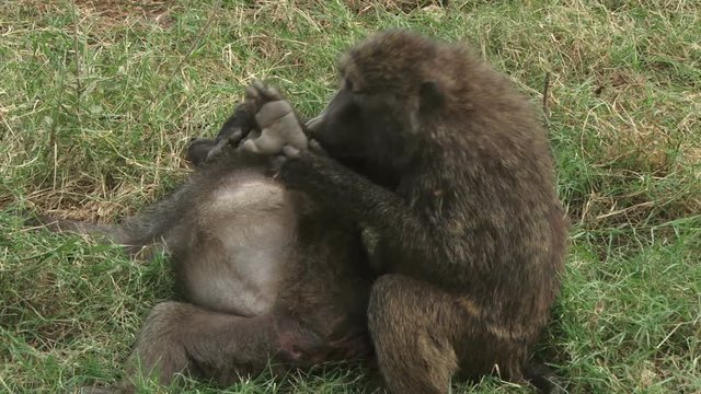 Baboons grooming themselves in their siesta time.