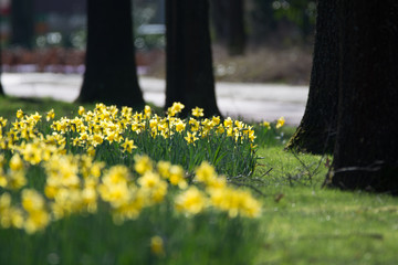 Blossoming of spring yellow daffodils flowers in park
