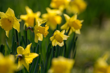Obraz premium Blossoming of spring yellow daffodils flowers in park