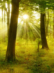Fototapeta na wymiar Natural Forest of Beech Trees illuminated by Sunbeams through Fog