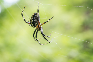 Chelicerates Subphylum Chelicerata