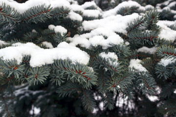dense snow on spruce branches, close up