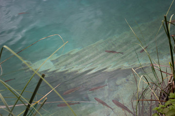 drowned rowing boat with fishes at lake plitviceplitvice water - 189400426