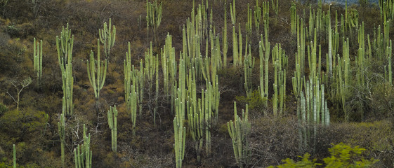Wild cactus desert landscape