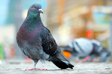 Colorful shimmering city pigeon, columba livia domestica sitting on cobblestones sidewalk in front of blurry buildings and lights in Berlin - obrazy, fototapety, plakaty