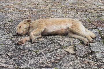 camuflaje