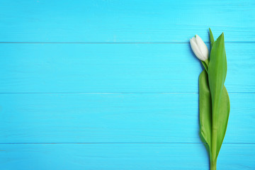 White tulip on wooden background
