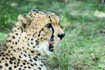 guepard