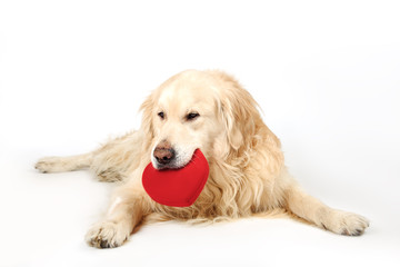 Lovely dog Golden Retriever breed lying down and holding red heart in mouth. Love concept