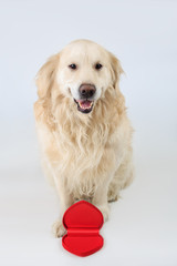 Lovely dog Golden Retriever breed sitting with open heart shape box and looking to the camera. Love concept
