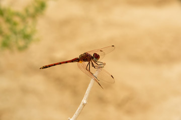 rote Libelle sitzt auf einem dürren Ast