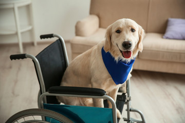 Cute service dog sitting in wheelchair indoors