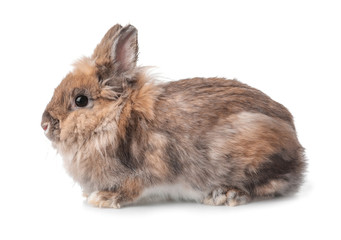 Funny funny rabbit on white background