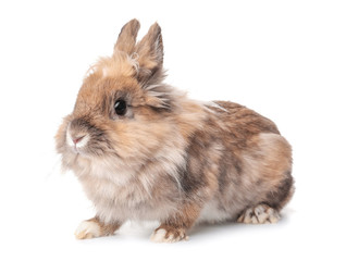 Fototapeta premium Funny funny rabbit on white background