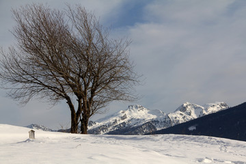 ciliegi spogli e cime innevate del Lagorai; Val di Fiemme, Trentino