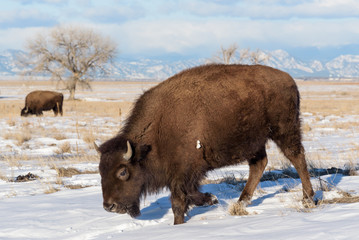 American Bison Bull - Genetically Pure Specimens Roaming the Colorado Plains