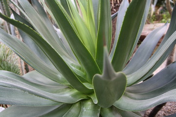 Obraz premium Palmenfond Kateen botanischer Hintergrund Dynamik