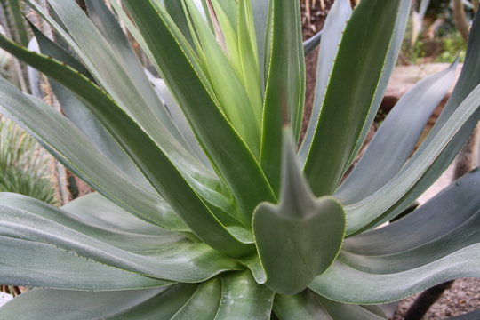 Palmenfond Kateen botanischer Hintergrund Dynamik