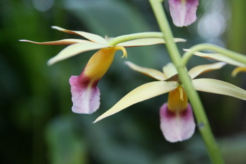 Orchidee M&uuml;nchen Botanischer Garten Gr&uuml;n Blume exotisch Palmenhaus Orchideen