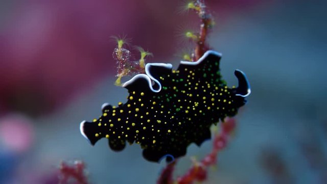 Gold dotted flatworm (Thysanozoon sp.) Sits on a coral branch, WAKATOBI, Indonesia