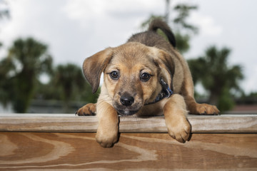 Perched Puppy