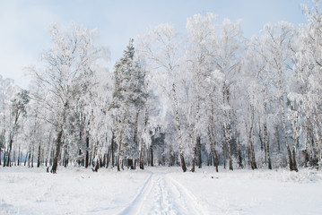 Road in winter forest, mixed forest,