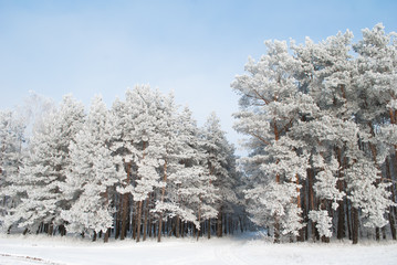2630582 pine trees in snow on background of blue sky