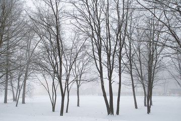 Winter landscape of