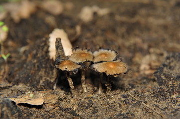 Wild mushrooms, in the wild nature