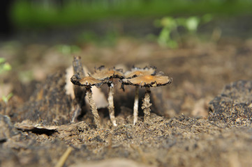 Wild mushrooms, in the wild nature