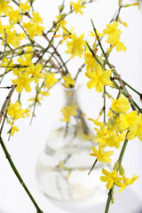 aroma, asia, beauty, botanical, bush, bushes, china, flower, flowers, green, glass, vase, jasmine, jasminum, leaf, leaves, natural, nature, yellow