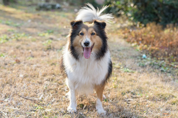 Dog, Shetland sheepdog, collie