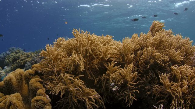 a coral reef with Sinularia soft coral on the surface, WAKATOBI, Indonesia, slow motion