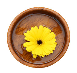daisy flowers in bowl on white background