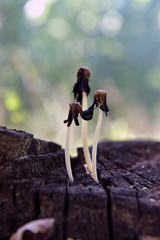 Wild mushrooms, in the wild nature