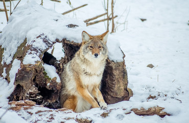 Isolated Coyote Looking At Camera