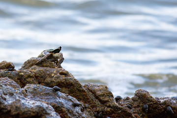 Crab on the rock in the sea