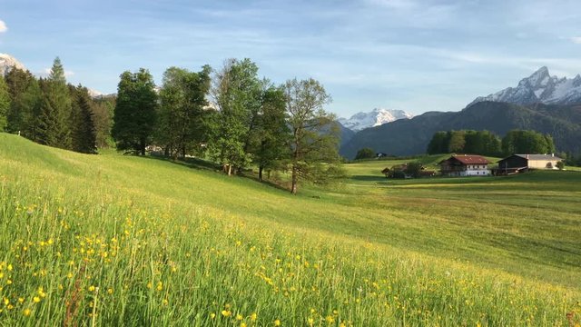 Idyllic mountain scenery with Watzmann mountain summit and blooming meadows in the Alps in springtime at sunset, Berchtesgadener Land, Bavaria, Germany