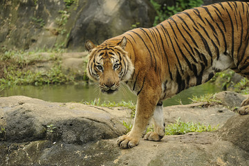 The Malayan tiger (Panthera tigris tigris)